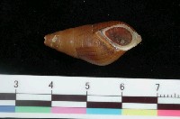 藏品(川蜷)的圖片